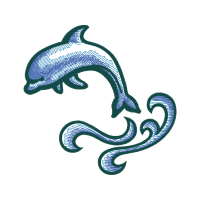 Common Bottlenose Dolphin Animals