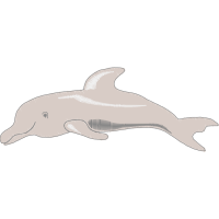 Common Bottlenose Dolphin Animals