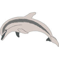 Common Bottlenose Dolphin Animals
