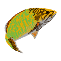 Common Chameleon Animals