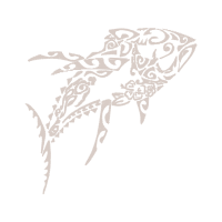 Common Chameleon Animals