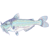 Common Whitefish Animals