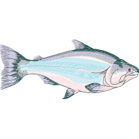 Common Whitefish Animals