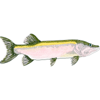 Common Whitefish Animals