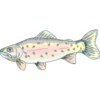 Common Whitefish Animals