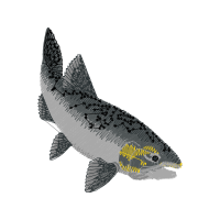 Common Whitefish Animals