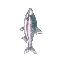 Common Whitefish Animals