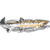 Common Whitefish Animals
