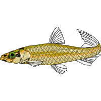 Common Whitefish Animals