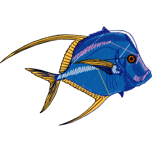 Coral Reef Fish Animals