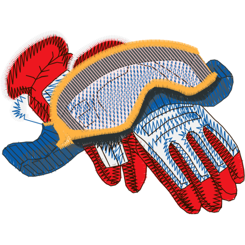 Coral Reef Fish Animals