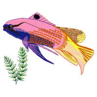 Coral Reef Fish Animals