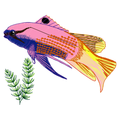 Coral Reef Fish Animals