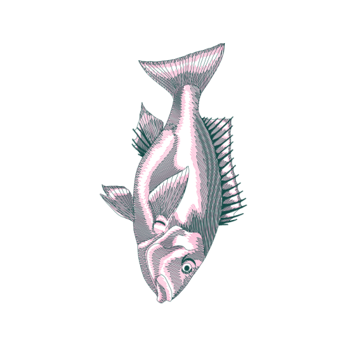 Coral Reef Fish Animals