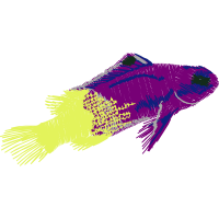 Coral Reef Fish Animals