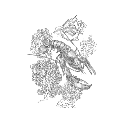 Drawing Animals Drawing Animals