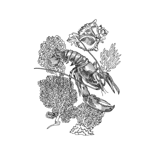 Drawing Animals Drawing Animals