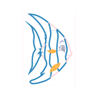 Drawing Animals Drawing Animals