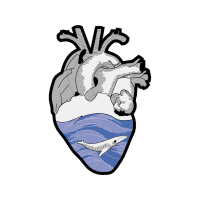 Drawing Animals Drawing Animals