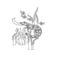 Drawing Animals Drawing Animals