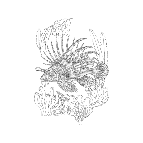 Drawing Animals Drawing Animals