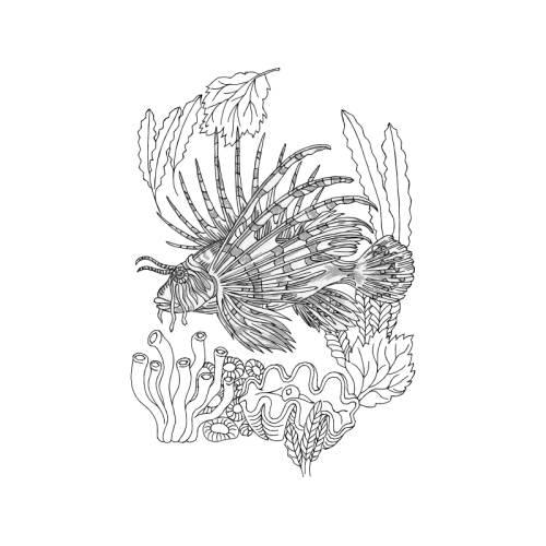 Drawing Animals Drawing Animals