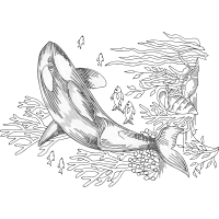 Drawing Animals Drawing Animals