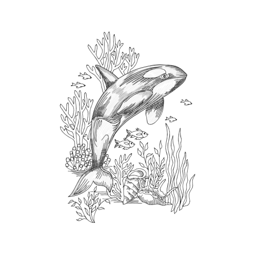 Drawing Animals Drawing Animals