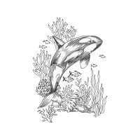 Drawing Animals Drawing Animals