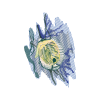 Drawing Animals Drawing Animals