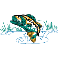 Drawing Animals Drawing Animals