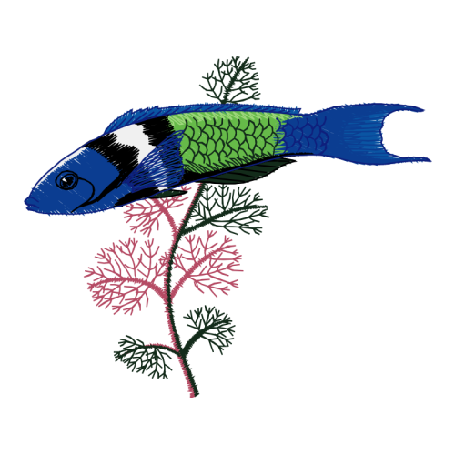 Drawing Animals Drawing Animals