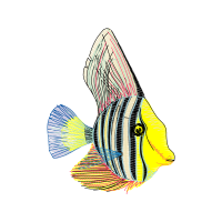 Drawing Animals Drawing Animals