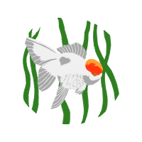 Drawing Animals Drawing Animals