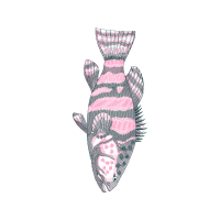 Drawing Animals Drawing Animals