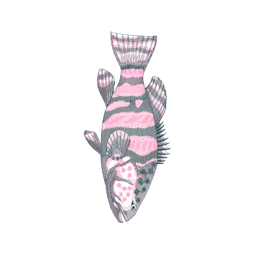 Drawing Animals Drawing Animals