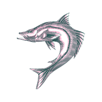 Drawing Animals Drawing Animals