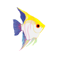 Drawing Animals Drawing Animals