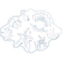 Drawing Animals Drawing Animals