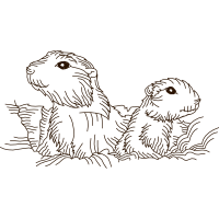 Drawing Animals Drawing Animals