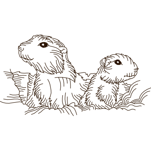 Drawing Animals Drawing Animals