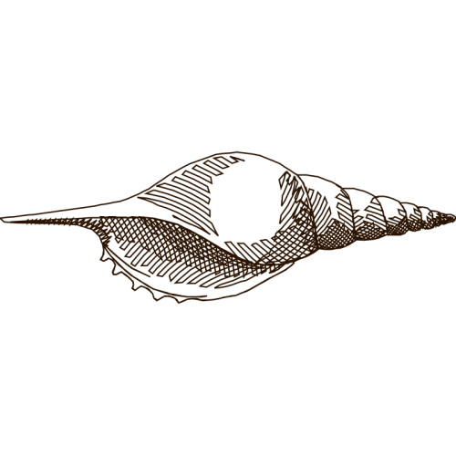 Drawing Animals Drawing Animals