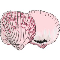 Drawing Animals Drawing Animals