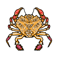 Dungeness Crab Animals