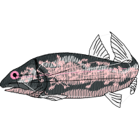 Fish Animals Fish Animals