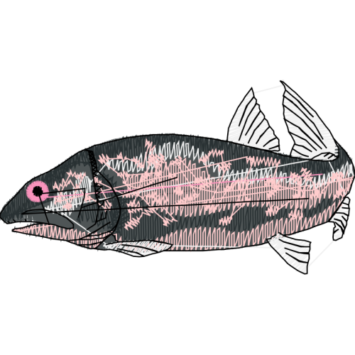 Fish Animals Fish Animals