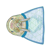 Fish Animals Fish Animals