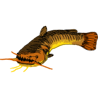 Fish Animals Fish Animals