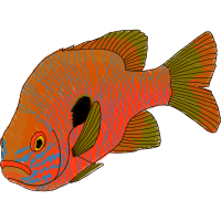 Fish Animals Fish Animals