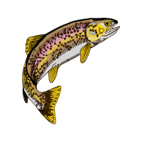 Fish Animals Fish Animals